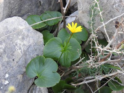 Anemone palmata, photographed by Duarte Frade