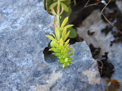 Galium verrucosum, photographed by Duarte Frade