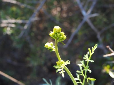 Ruta chalepensis, photographed by Duarte Frade