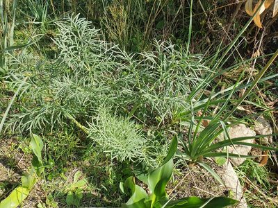 Thapsia garganica, photographed by Mehdi Chetibi
