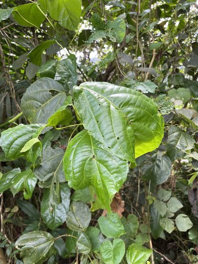 Alchornea latifolia, photographed by Elliot Greiner