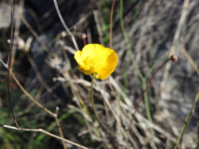 Ranunculus gramineus, photographed by Duarte Frade