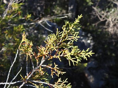Juniperus turbinata, photographed by Duarte Frade