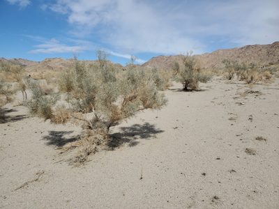 Psorodendron spinosum, photographed by Craig Martin