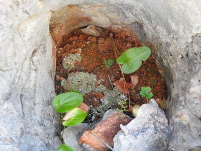 Arisarum simorrhinum, photographed by Duarte Frade