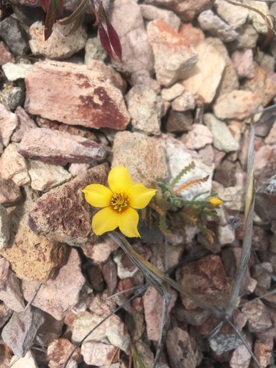 Mentzelia gracilenta, photographed by Pinnacles National Park