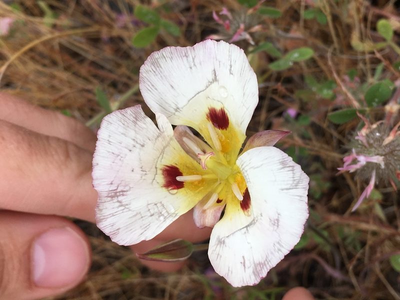 Calochortus syntrophus, photographed by Matt Berger