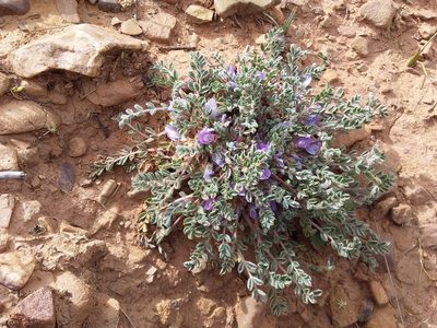 Astragalus peruvianus, photographed by Humber Alberto