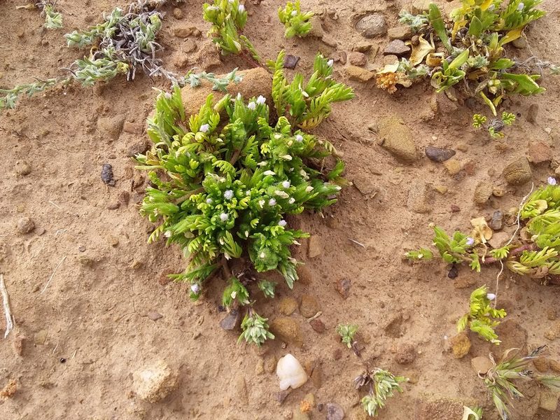 Gilia laciniata, photographed by Humber Alberto