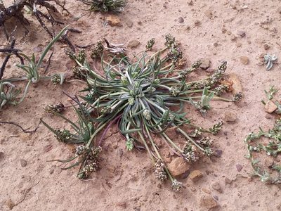 Plantago sericea, photographed by Humber Alberto