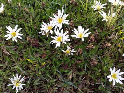 Hypochaeris taraxacoides, photographed by Humber Alberto