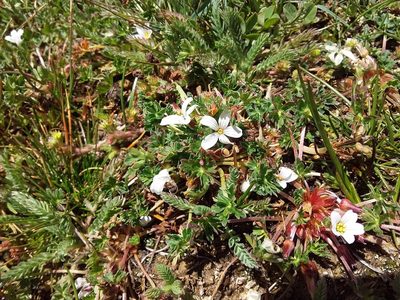 Geranium sessiliflorum, photographed by Humber Alberto