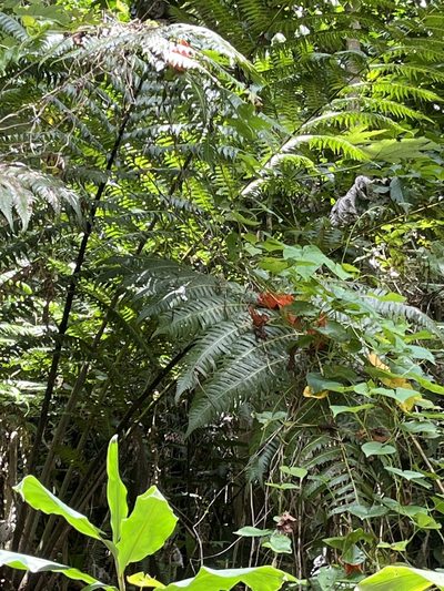Cyathea horrida, photographed by Elliot Greiner