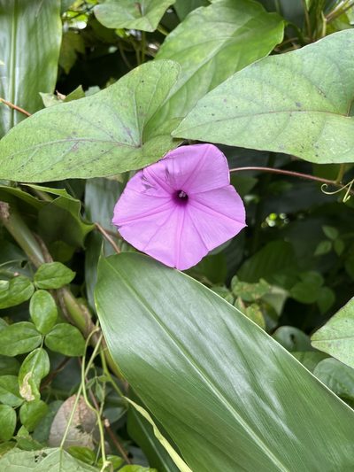 Ipomoea setifera, photographed by Elliot Greiner