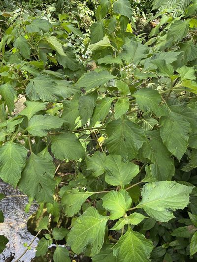 Clibadium erosum, photographed by Elliot Greiner