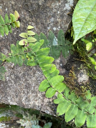 Marcgravia rectiflora, photographed by Elliot Greiner