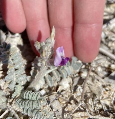 Astragalus tidestromii, photographed by Ciara Hall