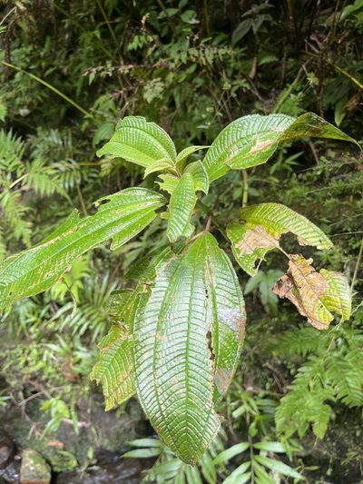 Miconia racemosa, photographed by Elliot Greiner