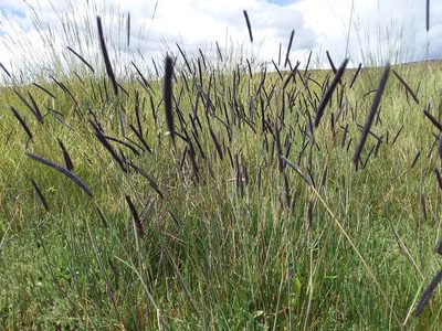 Hordeum muticum, photographed by Humber Alberto