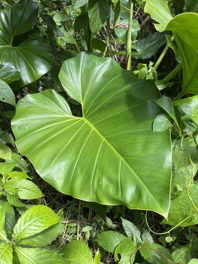 Philodendron giganteum, photographed by Elliot Greiner