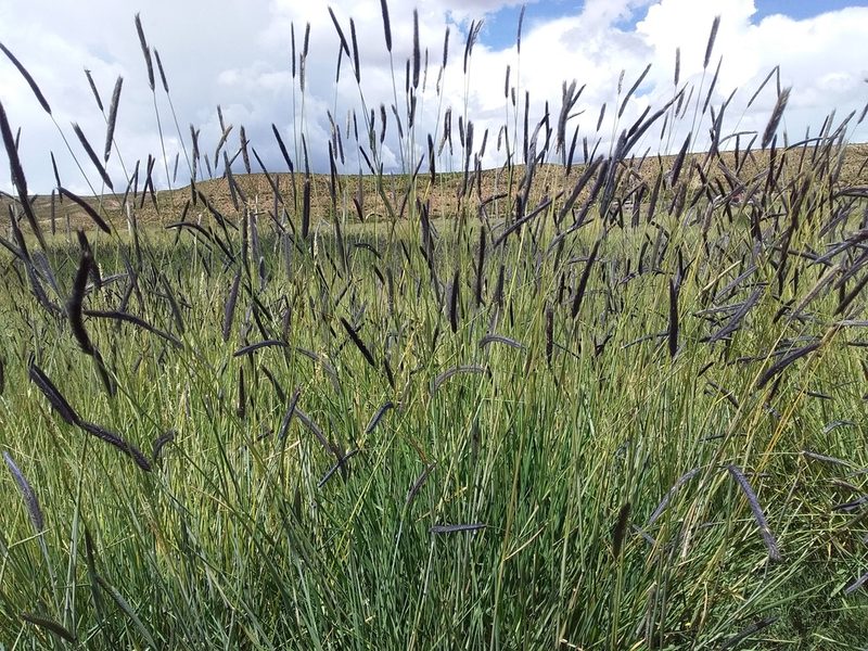 Hordeum muticum, photographed by Humber Alberto
