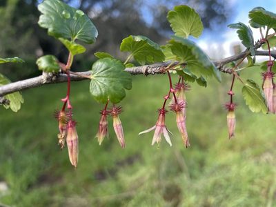 Ribes californicum