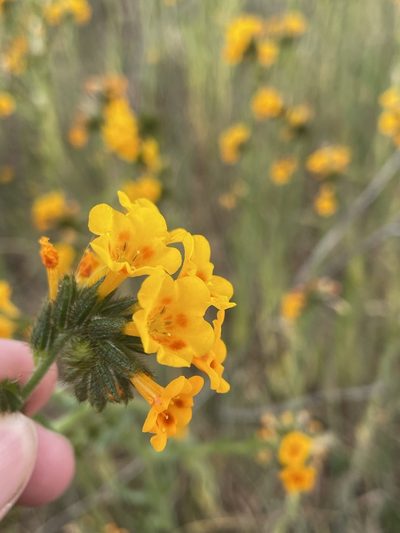 Amsinckia eastwoodiae, photographed by Matt Berger