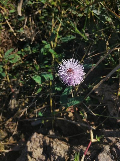 Mimosa dutrae, photographed by Pablo G. Fernández