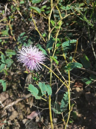 Mimosa dutrae, photographed by Pablo G. Fernández
