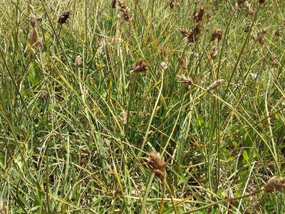 Carex ecuadorica, photographed by Humber Alberto