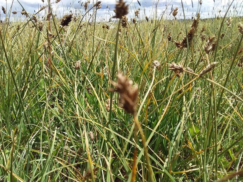 Carex ecuadorica, photographed by Humber Alberto