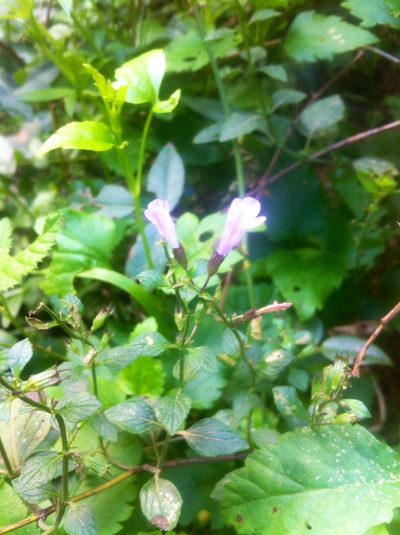Clinopodium pomelianum, photographed by Dyhia YOUSFI