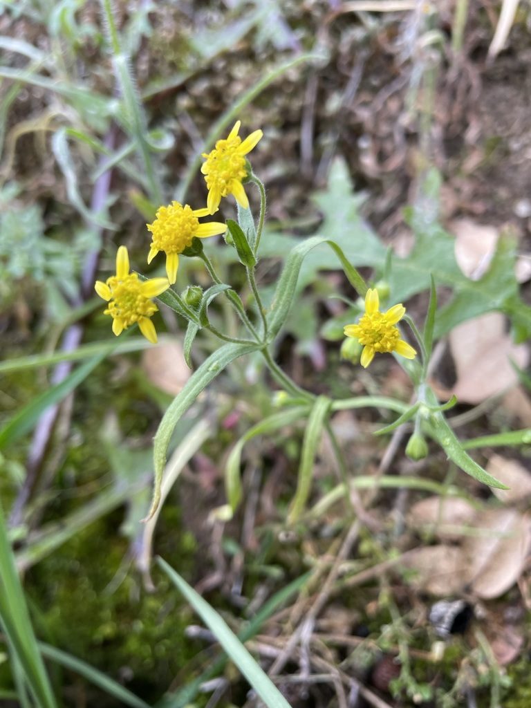 Lasthenia debilis, photographed by Matt Berger
