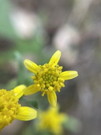 Lasthenia debilis, photographed by Matt Berger