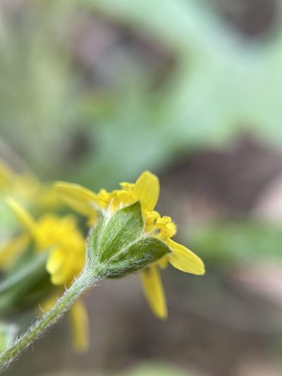 Lasthenia debilis, photographed by Matt Berger