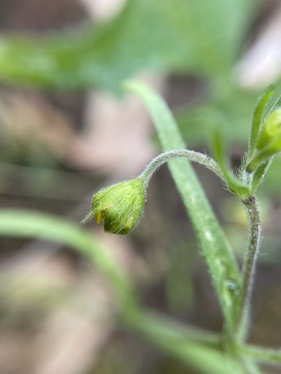 Lasthenia debilis, photographed by Matt Berger