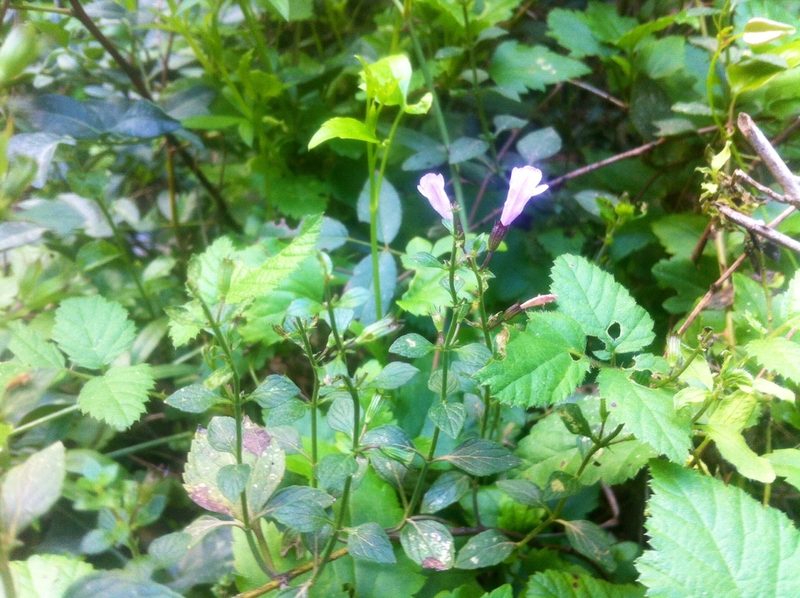 Clinopodium pomelianum, photographed by Dyhia YOUSFI