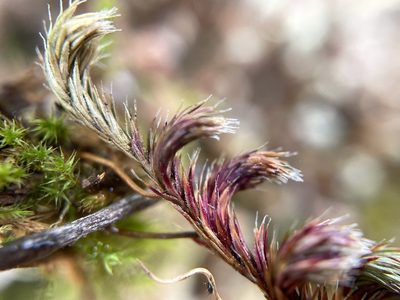 Selaginella hansenii, photographed by Matt Berger