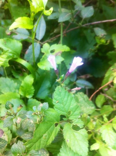 Clinopodium pomelianum, photographed by Dyhia YOUSFI