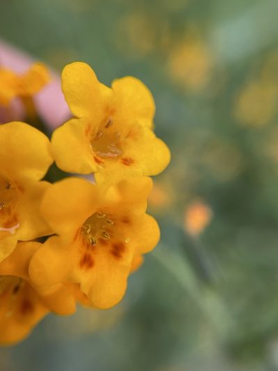 Amsinckia eastwoodiae, photographed by Matt Berger