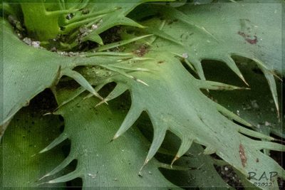 Eryngium agavifolium, photographed by RAP