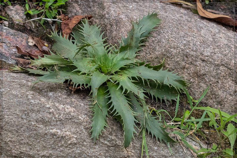 Eryngium agavifolium, photographed by RAP