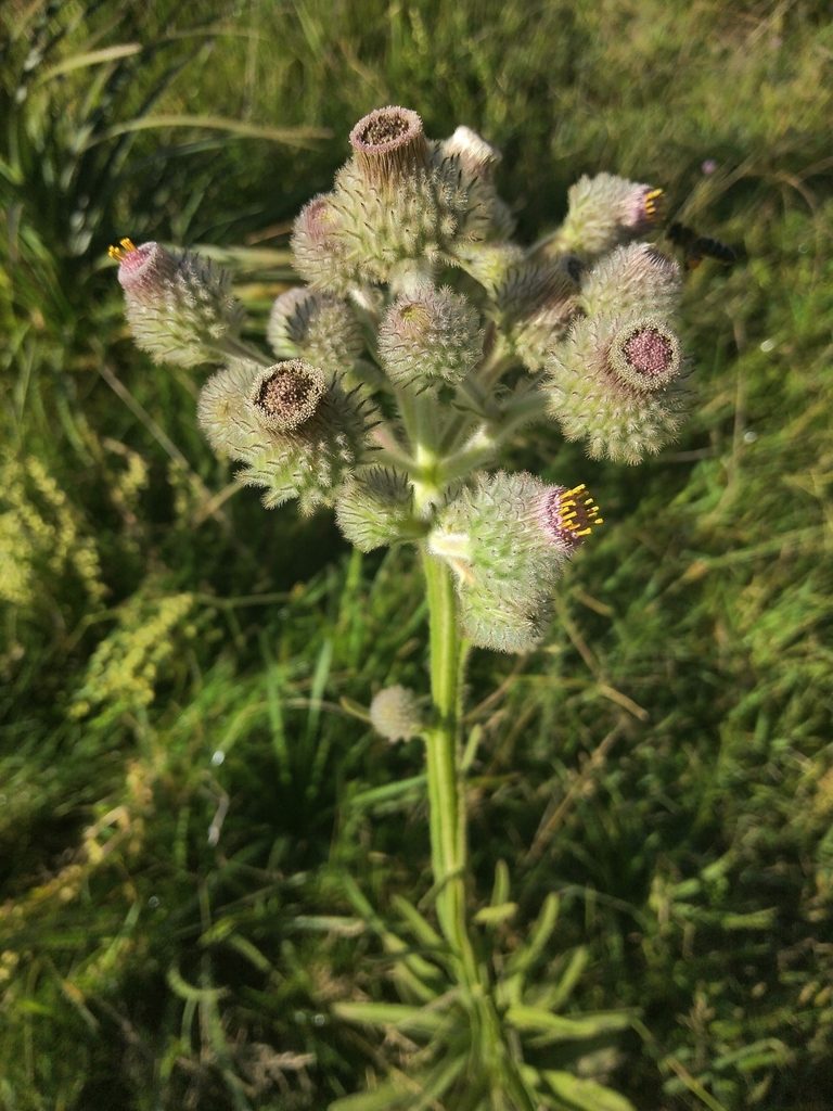 Stenachaenium macrocephalum, photographed by Pablo G. Fernández