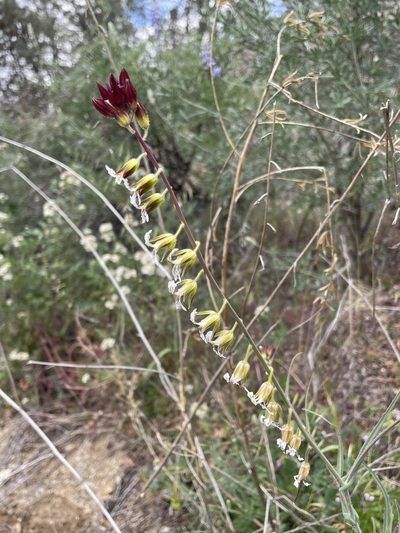 Streptanthus coulteri, photographed by Matt Berger