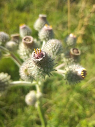 Stenachaenium macrocephalum, photographed by Pablo G. Fernández