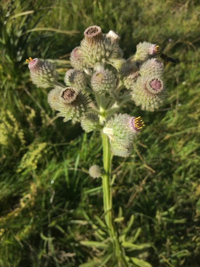 Stenachaenium macrocephalum, photographed by Pablo G. Fernández