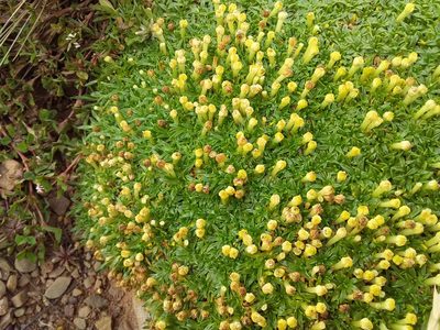 Azorella diapensioides, photographed by Humber Alberto