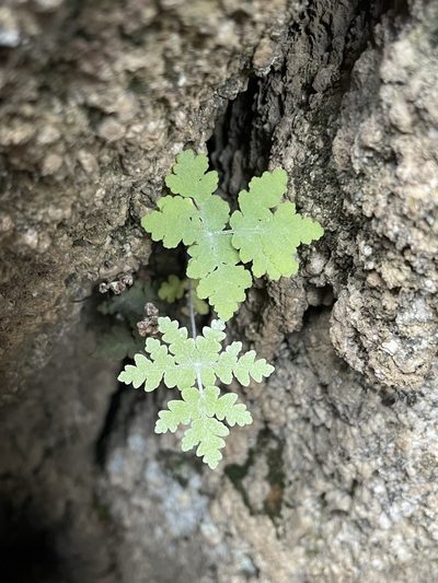 Pentagramma pallida, photographed by Matt Berger