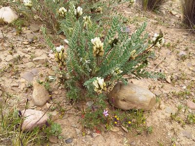 Astragalus garbancillo, photographed by Humber Alberto
