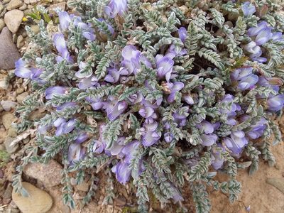 Astragalus peruvianus, photographed by Humber Alberto